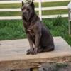 Blue brindle cane corso puppy