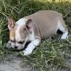 Female French bulldog 10 weeks old