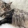 “CINO” BROWN MAINE COON ADULT GIRL SPAYED
