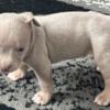 american bully pocket bullies champagne and chocolate some are tris