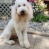 AKC Standard Poodle STUD