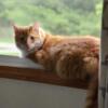 Beautiful long haired male orange cat in need of a new home