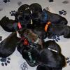 Knpv Dutch Shepherd  Litter Announcement. Protection Trained Parents. Taking Deoosits.