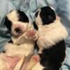 Shih Tzu puppies looking for rehoming