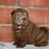 AKC Shar-Pei