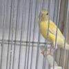 All must go. Birds. Cages. 