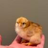 Olive egger chicks available