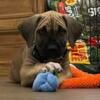 South African Boerboel STUD ONLY