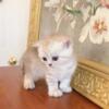 ROYAL BRITISH SHORTHAIR KITTENS