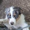 Australian shepherds ready to go now 