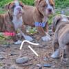 Registered Olde English Bulldogge pups Merle carrier