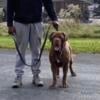 Neapolitan mastiff female puppy