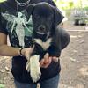 Catahoula x pitbull 