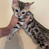 For Sale Bengal Cubs