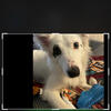 Australian mix collie 