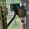 I have 2 parakeets for sale and ready for a new home