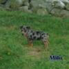 MILO - BLUE MERLE Jack Russel/Australian Shepherd Mix Puppy