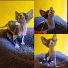 Female sphynx kitten (sold)