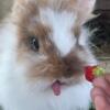 Male Lionhead Rabbit