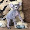 Sphynx Kitten For Sale! Blue Tabby Boy