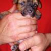 Chinese crested puppies Reisterstown md