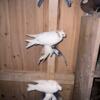 Healthy pigeons to rehome