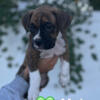 CKC Boxer Puppies