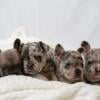 French Bulldog puppies for sale