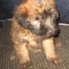 Adorable dashing wheaten