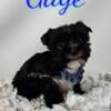 Gage Black yorkie boy Florida 