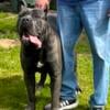 Cane Corso Stud services