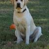 Stud Service Only - White/Yellow Labrador Retriever  $500