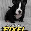 Micro & Nano American Bully pups