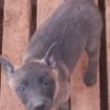 Belgian malionis pups and adults for sale