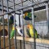 Love birds
