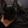 Blacky 1year