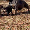 Stud Service available Blue Tri pocket bully