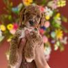 Mini Goldendoodles