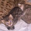 Male bengal kitten looking for new home