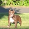 Last Bully Male Available