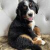 Bernedoodle male ULTRA