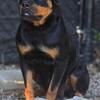 AKC Adult Female