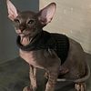 Hairless Peterbald Sphynx