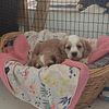 Cocker spaniel Puppies