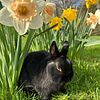 1 Year Old Netherland Dwarf Male