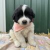 Newfoundland-Great Pyrenees Puppies