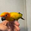 Baby sun conure