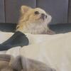 Stud Available - small Chihuahua High Quality