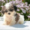 Beautiful Shih Poo Puppies Available Now!