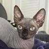 Bambino Sphynx female In Miami, FL